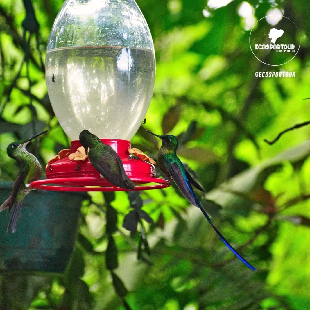 Mindo Adventure and Sweet — Ecosportour, Ecuador