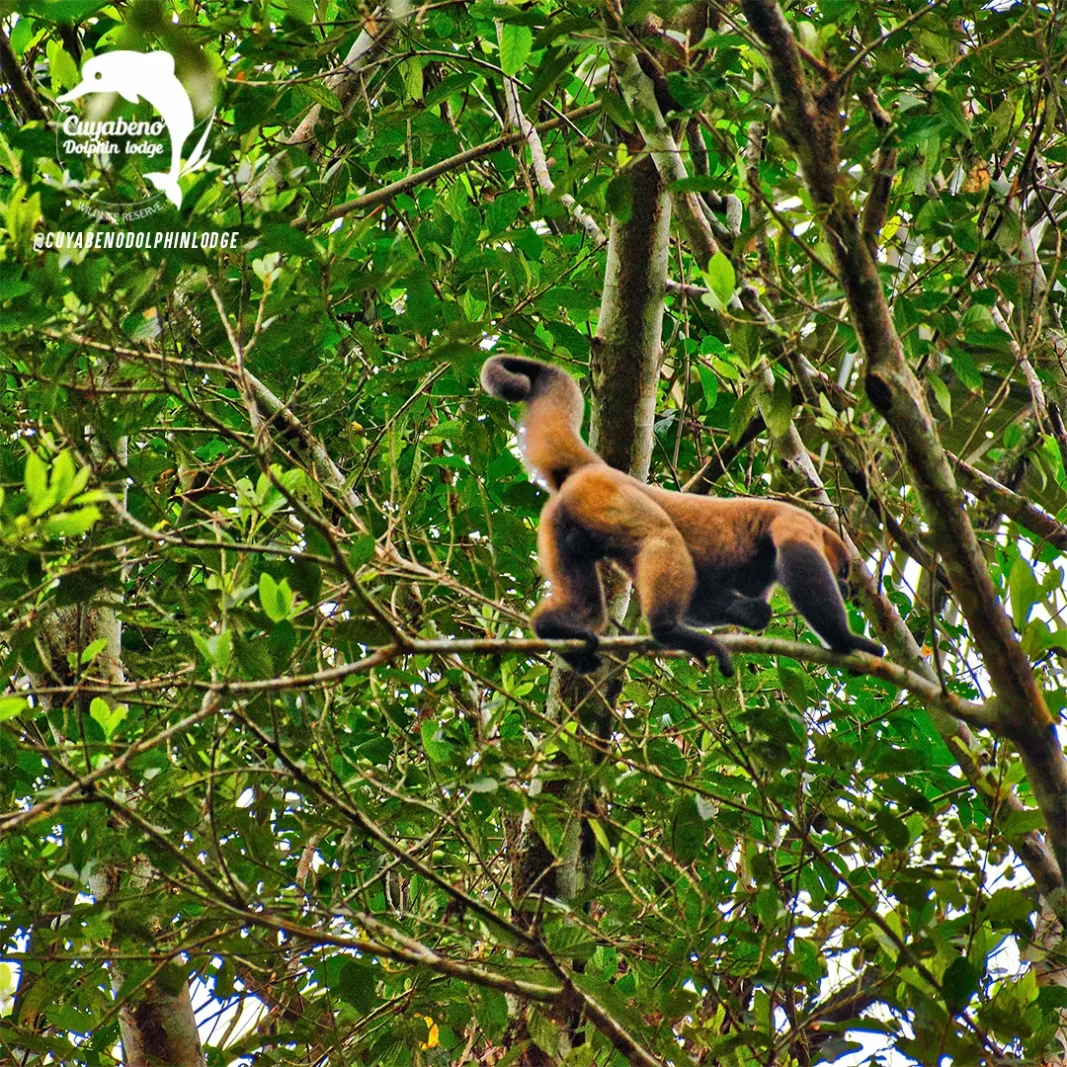 Cuyabeno 3-Day Rainforest Escape — Ecosportour, Ecuador