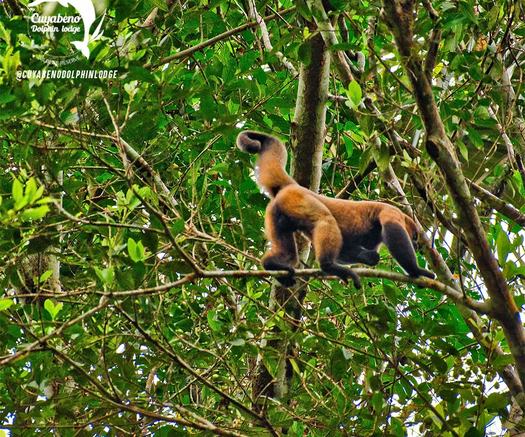 Cuyabeno 3-Day Rainforest Escape — Ecosportour, Ecuador