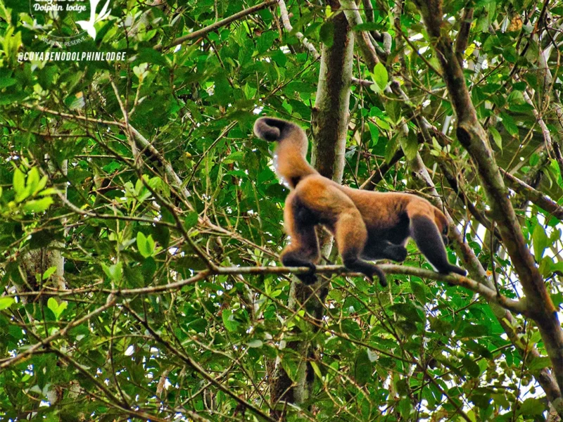 Cuyabeno 5-Day Amazon Expedition