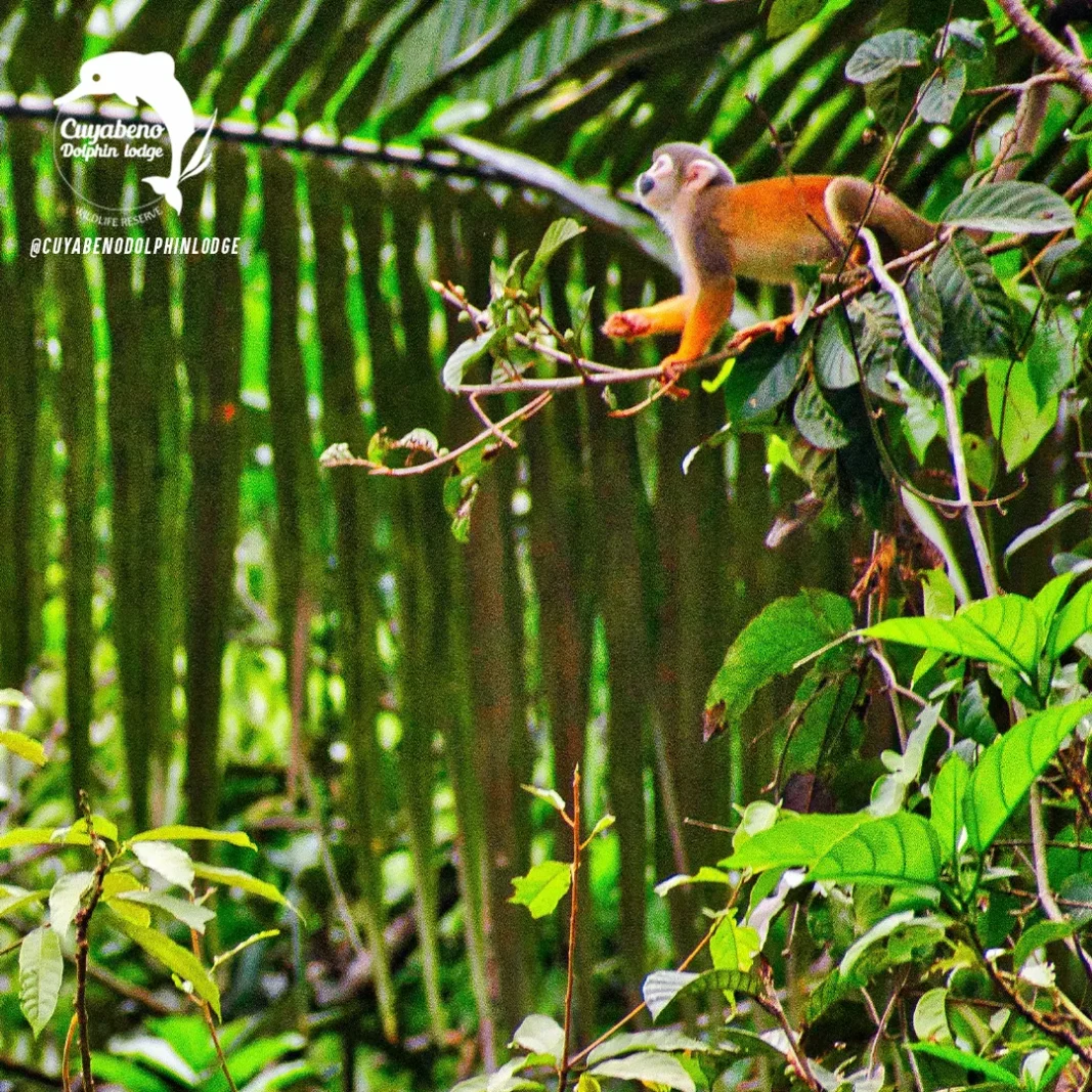 Cuyabeno 3-Day Rainforest Escape — Ecosportour, Ecuador