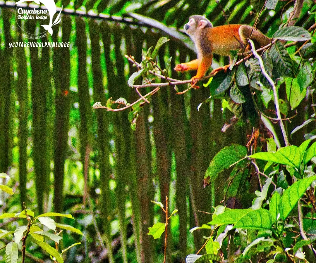 Cuyabeno 3-Day Rainforest Escape — Ecosportour, Ecuador