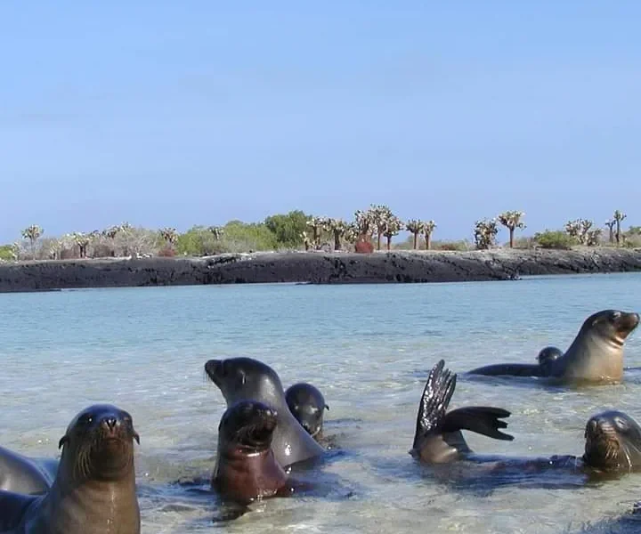 Galapagos Island Hopping: Santa Cruz, San Cristobal & Española — 6 Days