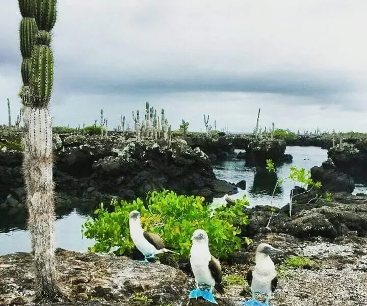 Galapagos Island Hopping: Santa Cruz & Isabela — 5 Days