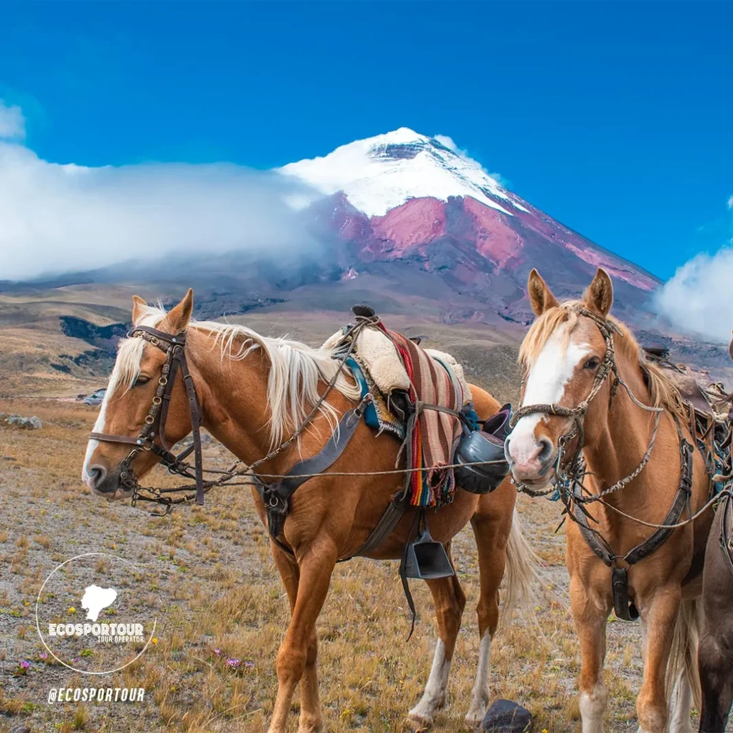 Cotopaxi Horseback Riding — Ecosportour, Ecuador